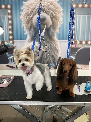 Salon Strzyżenia Psów Animals